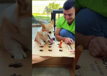 Sausage dog by Tsuriki Show