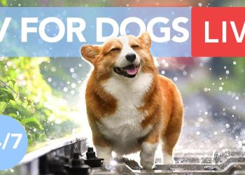 TV for Dogs! Chill Your Dog Out with this 24/7 TV and Music Playlist!