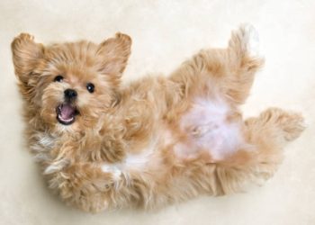 The Best Low-Shedding Dog Breeds for People with Allergies