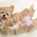 The Best Low-Shedding Dog Breeds for People with Allergies The Best Low-Shedding Dog Breeds for People with Allergies