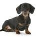 The Dapple Dachshund: History, Care, and Health Tips