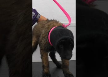 The Most Adorable Puppy Dog Eyes