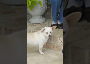 The Only Dog Still Alive From The 90s