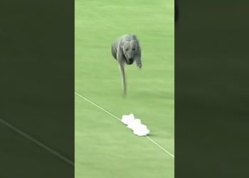 The fastest dog alive 😳