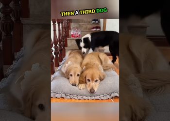 These 3 Dogs Can’t Stay Apart! 🐾❤️#shorts