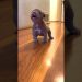 Tiny Frenchie Terrorizes His Lazy Brother l The Dodo #thedodo #animals #dogs Tiny Frenchie Terrorizes His Lazy Brother l The Dodo #thedodo #animals #dogs