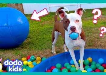 Wait! Where’s My BALL?! | Dodo Kids | Funny Dog Videos
