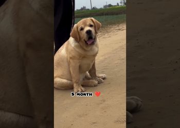 one month Vs 1 year transformation Labrador  #feed #dog #labradoor #shots #puppy #trasformation