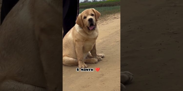 one month Vs 1 year transformation Labrador  #feed #dog #labradoor #shots #puppy #trasformation