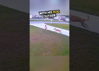 A brave dog saves a 6 year old boy’s life! ❤️ #shorts