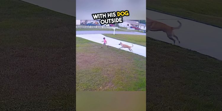 A brave dog saves a 6 year old boy’s life! ❤️ #shorts