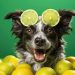 Can Dogs have Lime? Know 5 Risks Before You Feed Can Dogs have Lime? Know 5 Risks Before You Feed