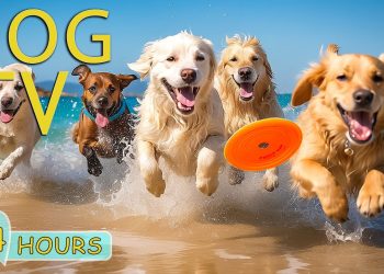 DOG TV for Dogs to Watch: Best Video to Keep Dog Calm & Happy for Hours – Anti-Anxiety Music for Dog