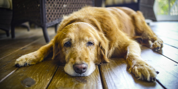 Dog Dry Skin Problems and Top Home Remedies for the Treatment