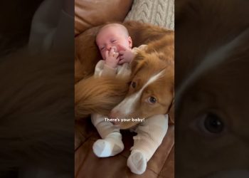 Dog Reveals Pregnancy Test To Dad | The Dodo
