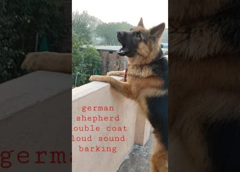 German shepherd double coat  barking loud sound