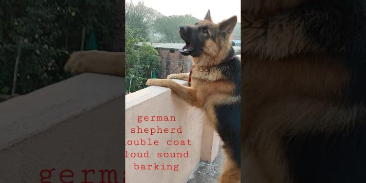 German shepherd double coat  barking loud sound