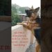 German shepherd double coat barking loud sound German shepherd double coat barking loud sound