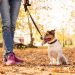 How to stop a dog from pulling on the leash