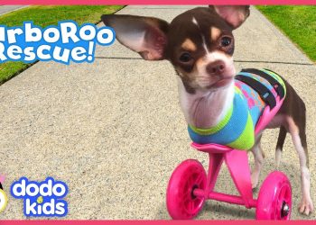 Little Dog With No Front Legs Gets The Tiniest Set of Wheels | Animal Videos For Kids | Dodo Kids