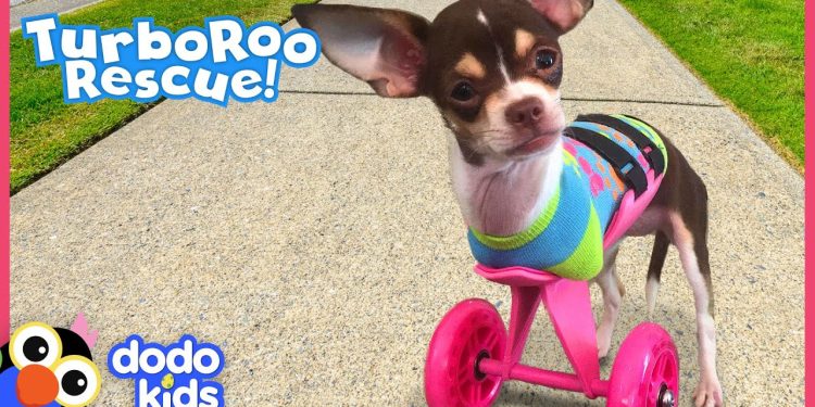 Little Dog With No Front Legs Gets The Tiniest Set of Wheels | Animal Videos For Kids | Dodo Kids