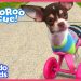Little Dog With No Front Legs Gets The Tiniest Set of Wheels | Animal Videos For Kids | Dodo Kids