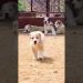 Monster Alabai – Central Asian Shepherd Dog #shorts Monster Alabai – Central Asian Shepherd Dog #shorts