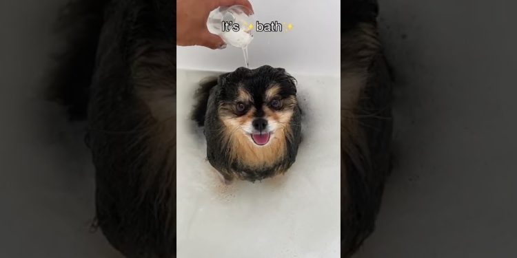 My Pomeranian Loves To Take Baths 🛁 #shorts #dog