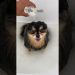 My Pomeranian Loves To Take Baths 🛁 #shorts #dog My Pomeranian Loves To Take Baths 🛁 #shorts #dog