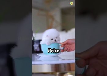 Pomeranian Dog Price In India Shorts Video Viral Cute Dog #shorts #viral #trending #rajesh5g #cute