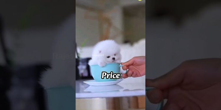 Pomeranian Dog Price In India Shorts Video Viral Cute Dog #shorts #viral #trending #rajesh5g #cute