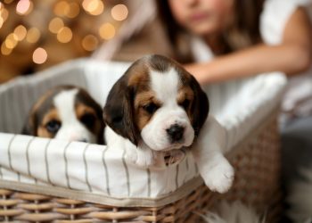 Positive reinforcement techniques for puppies