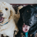 Setting New Year’s Resolutions for Your Dog Setting New Year’s Resolutions for Your Dog