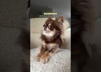 Terrifying Dog SCREAM 😳🔊/ Did she scare you?? 🫣