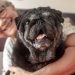 Top 15 Dog Breeds That Were Born to Be a Best Friend Top 15 Dog Breeds That Were Born to Be a Best Friend