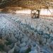 Why We Are NOT In Defense of Factory Farm Certifiers Why We Are NOT In Defense of Factory Farm Certifiers