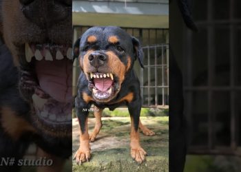 angry dog barking Sounds to make your dog bark #rottweiler #angrydog #catvideos #lazydog #funnypuppy