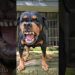 angry dog barking Sounds to make your dog bark #rottweiler #angrydog #catvideos #lazydog #funnypuppy angry dog barking Sounds to make your dog bark #rottweiler #angrydog #catvideos #lazydog #funnypuppy