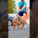 Amazing Pitbull Dog Transformation| #shorts #shortsfeed #pitbull #animals #dog #kangal Amazing Pitbull Dog Transformation| #shorts #shortsfeed #pitbull #animals #dog #kangal