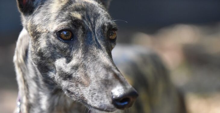 Animal Aid holds peaceful demo calling on the public to “listen” to the Terror on Our Tables