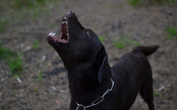 Dog Barking: Common Triggers and Best Effective Solutions