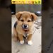 Dog sounds | Puppy Voice | Chote pille ki awaj 😍😍😎 #shorts #viral #dog #puppy #babydog #shortvideo Dog sounds | Puppy Voice | Chote pille ki awaj 😍😍😎 #shorts #viral #dog #puppy #babydog #shortvideo
