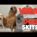 EPIC AGuyandAGolden September Dog Skits! EPIC AGuyandAGolden September Dog Skits!