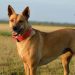 From Wild to Wonderful: The Ultimate Carolina Dog Puppies Guide From Wild to Wonderful: The Ultimate Carolina Dog Puppies Guide