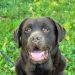 How Smart is Your Labrador? How Smart is Your Labrador?
