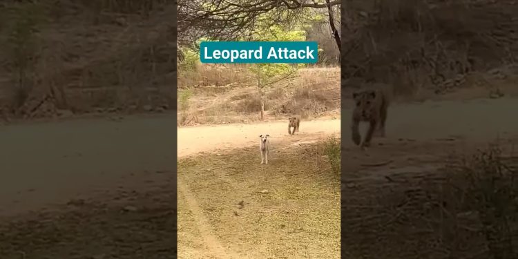 Leopard attacked dog in Jhalana #jhalana #leopard #dog #ytviral