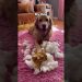 My friends dog vs my dog  #funnyanimls #funnyvideo #pets #funnyanimlas #dog #dogsoftiktok #funnydog