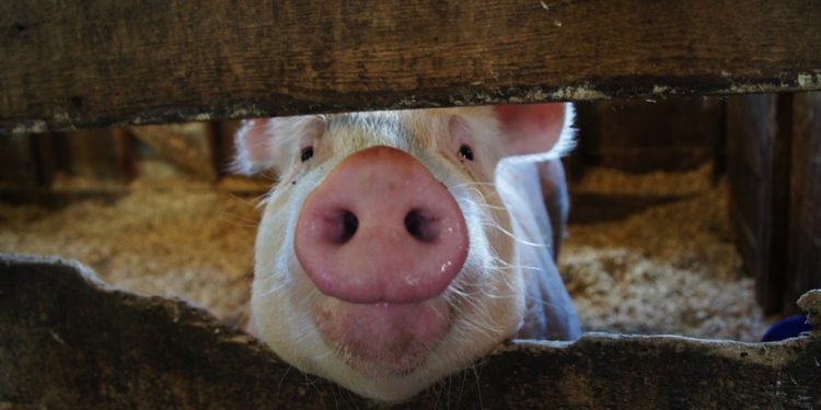 Study revives cell function in the body of dead pigs  – Speaking of Research