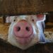 Study revives cell function in the body of dead pigs  – Speaking of Research