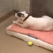 Tearful Shelter Pup’s Cries Reach the Right Person—Now She Has a Loving Home Tearful Shelter Pup’s Cries Reach the Right Person—Now She Has a Loving Home